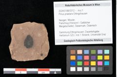 Foto (Objekt + Etikett) von Pinus praelarix Ettingshausen (NHMW-GEO-2024-0188-0312)
